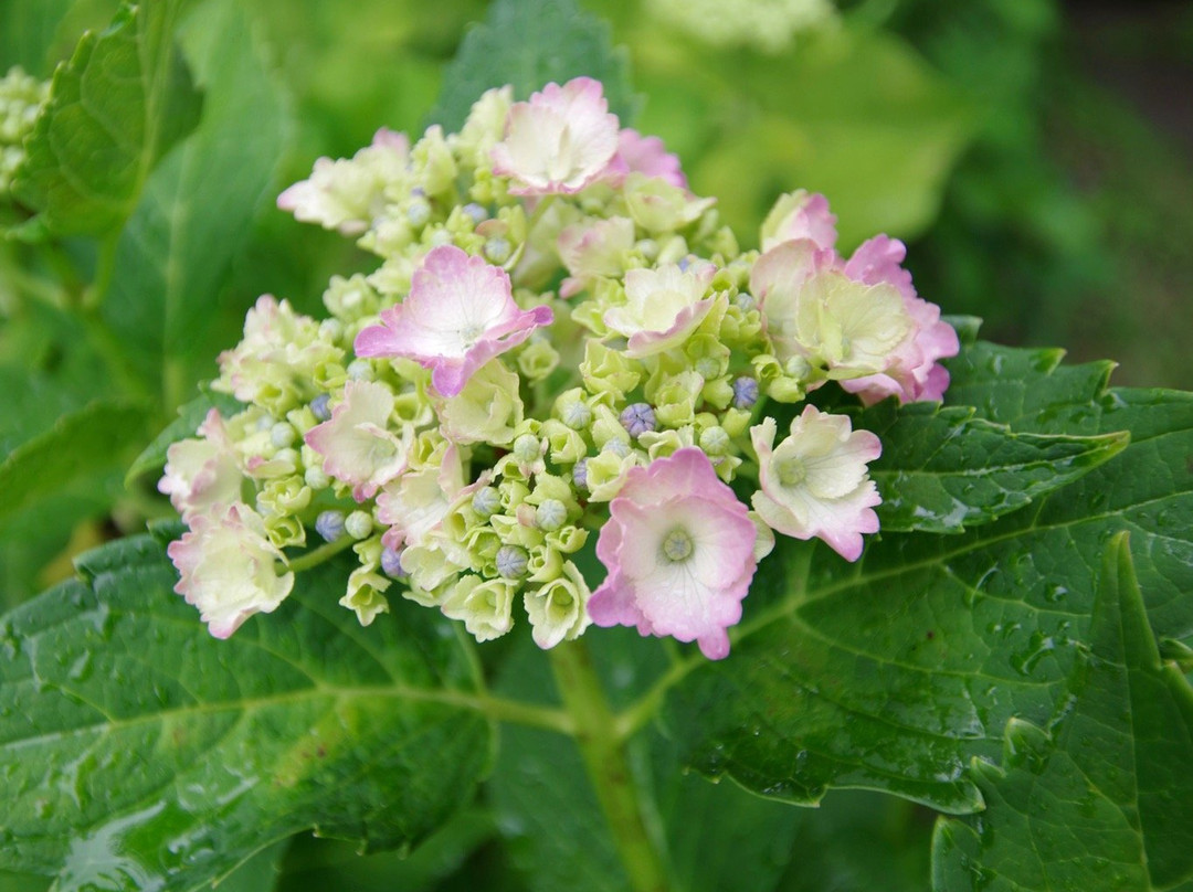 Kurobanejoshi Park-太田原市必去景点