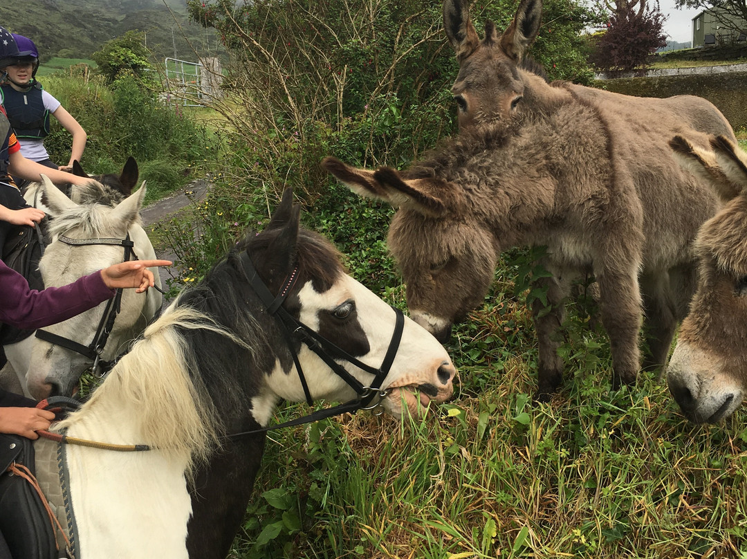 Bantry Pony Trekking景点图片