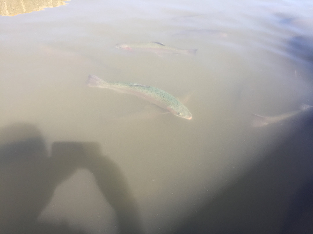 Decorah Fish Hatchery-迪科拉必去景点