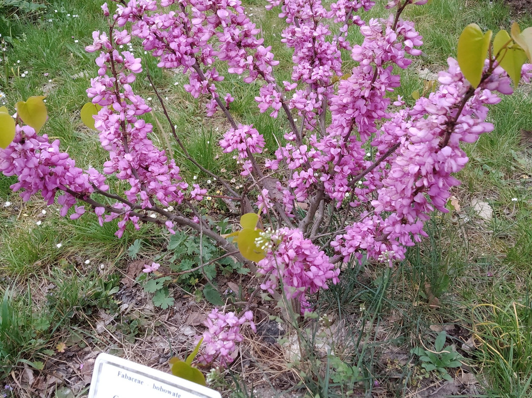 UKW Botanic Garden景点图片