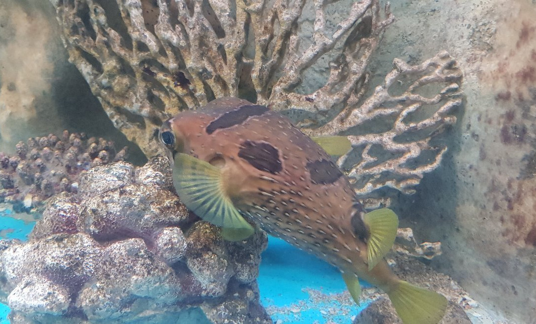 Kung Kraben Aquarium-科隆库必去景点