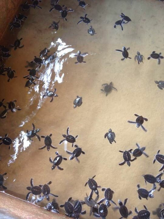 Discover Sri Lanka with Bruno-班达拉维拉必去景点