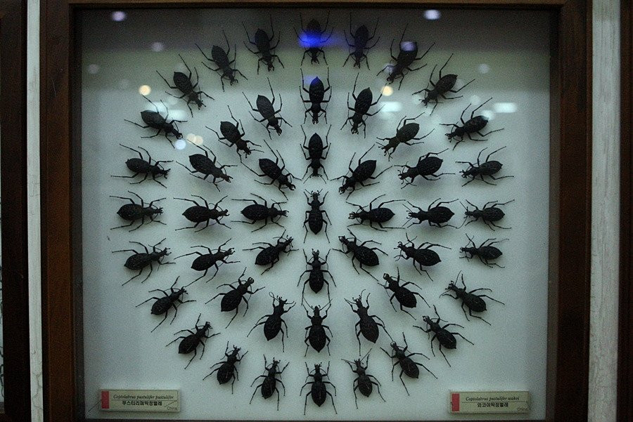 Hampyeong Expo Park - Butterfly Insect Specimen Exhibition hall-咸平郡必去景点