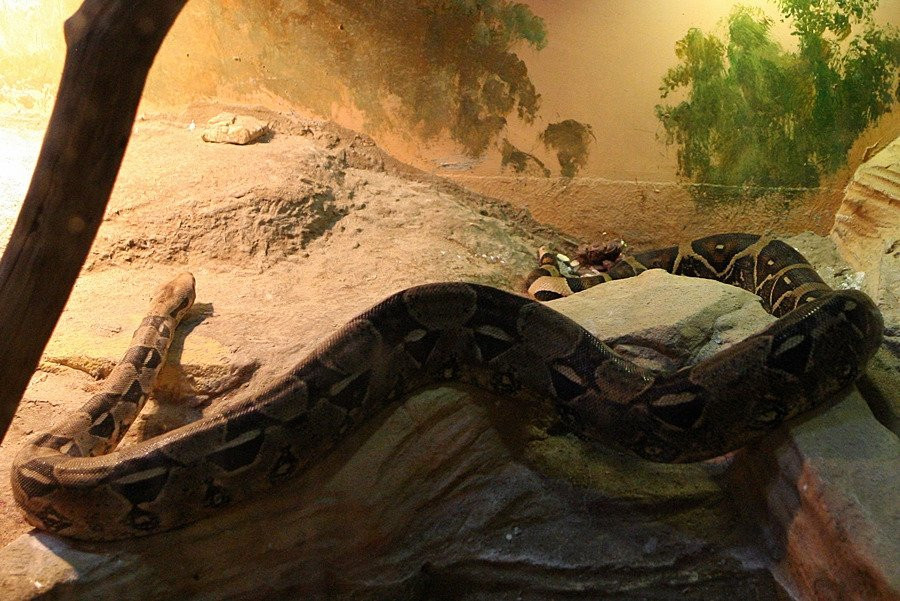 Hampyeong Herptile Eco Park-咸平郡必去景点