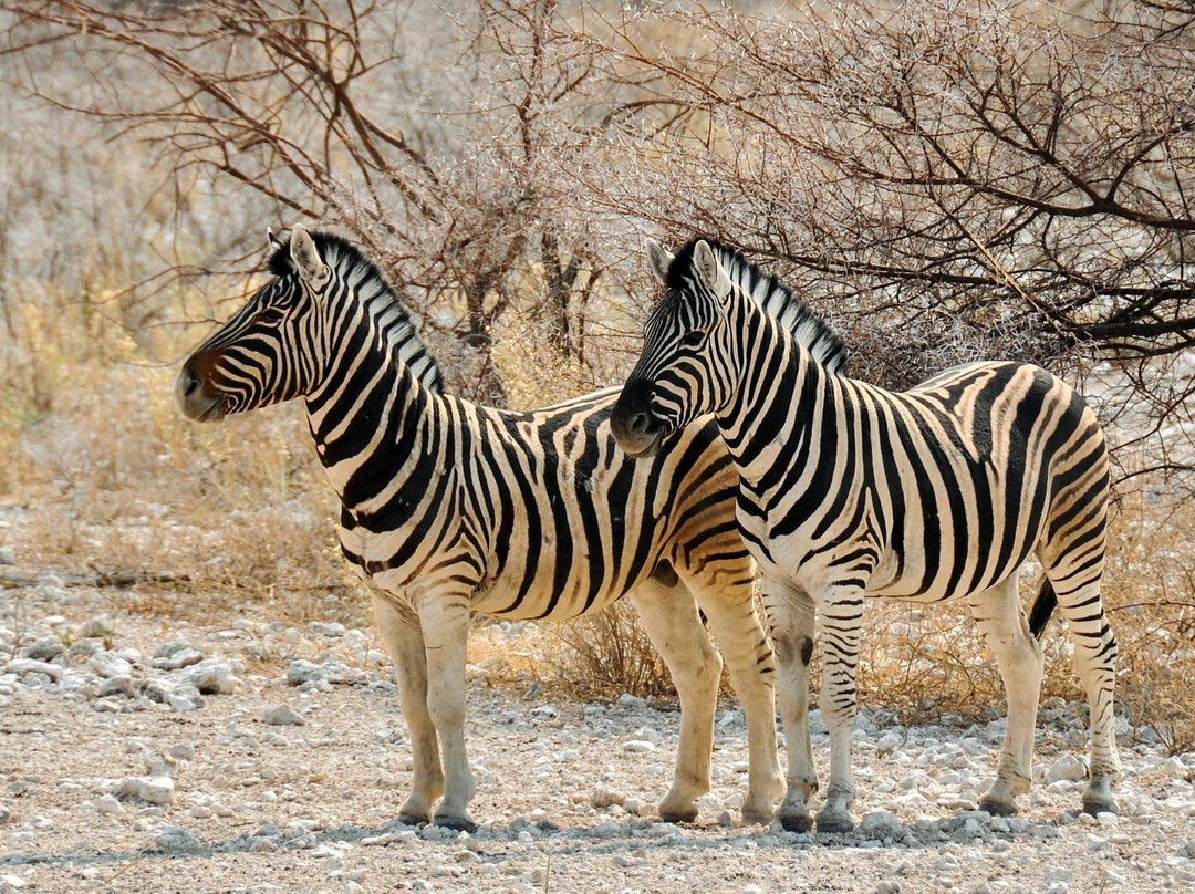 Jema Safaris-阿鲁沙必去景点