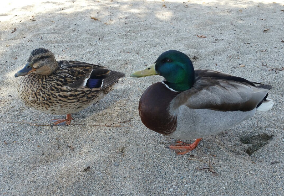 桑迪沙滩汽车酒店主图