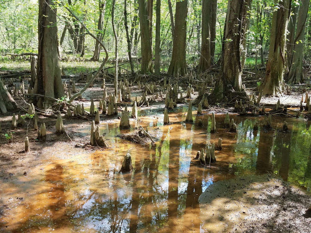 Battle Creek Cypress Swamp Sanctuary景点图片