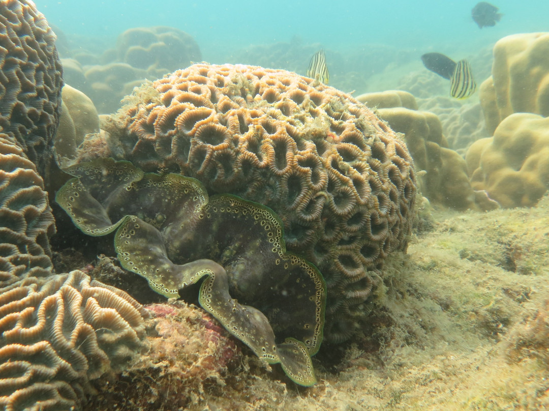 Dive Seacret-玛岛必去景点