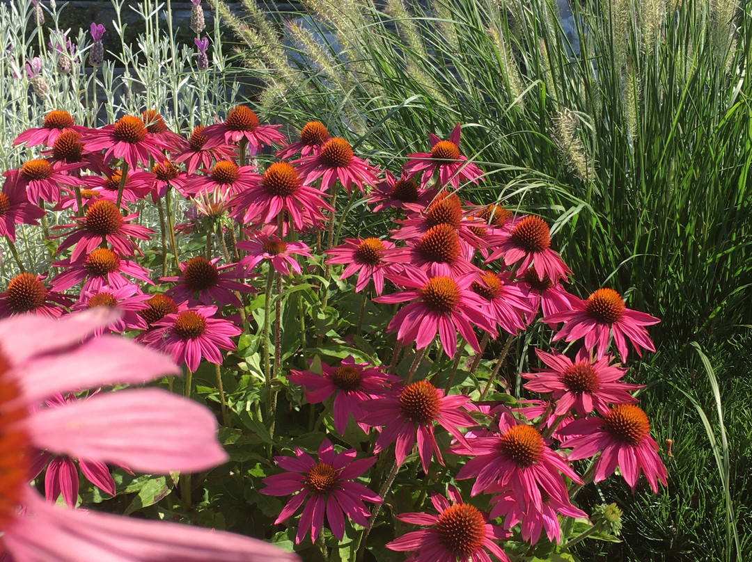 Wildflower Cottages主图