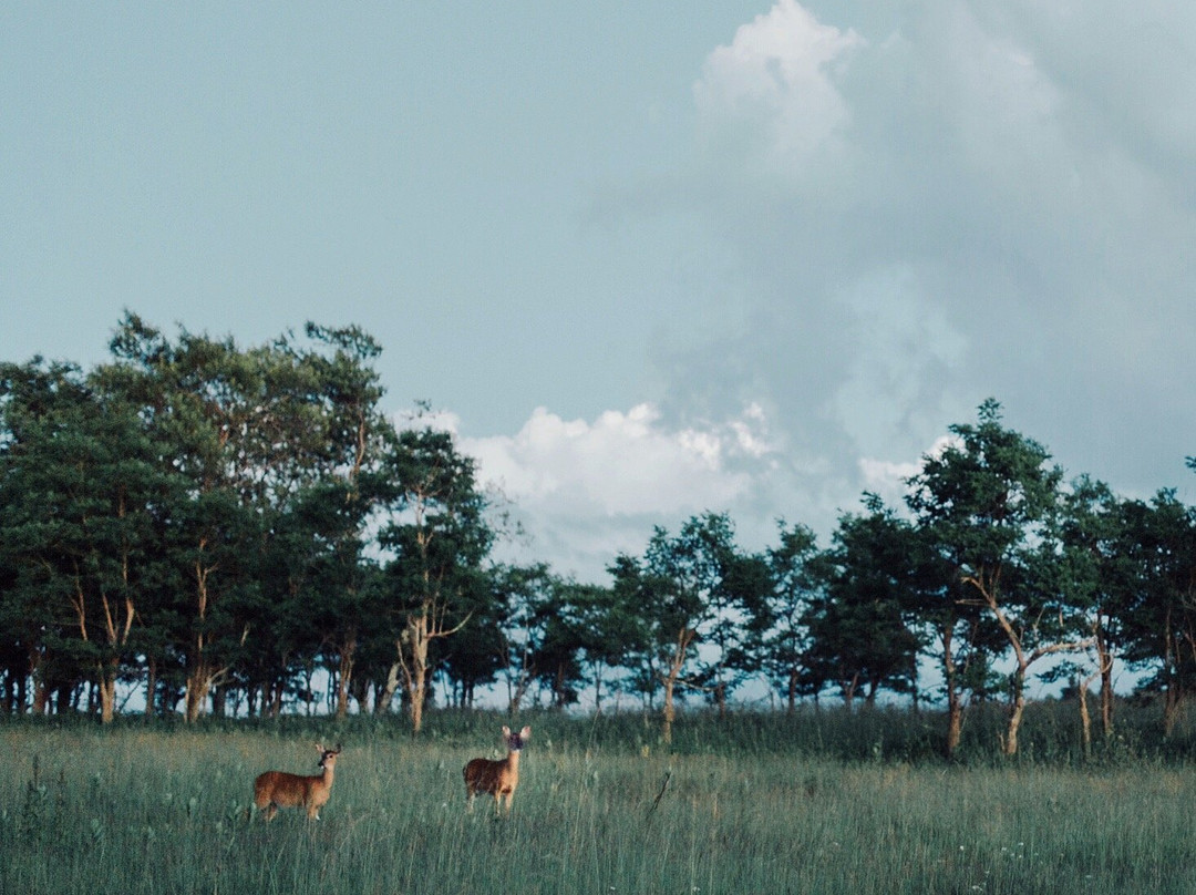 Cave Hill Farm Bed and Breakfast主图