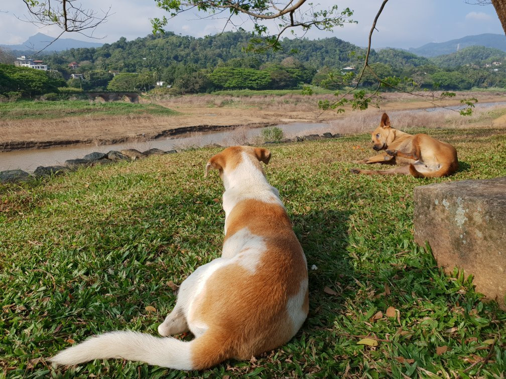 Mountbatten's Officers Mess Kandy主图