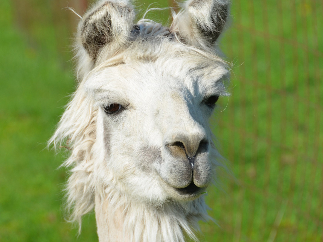 Justin Trails Resort, LLC主图