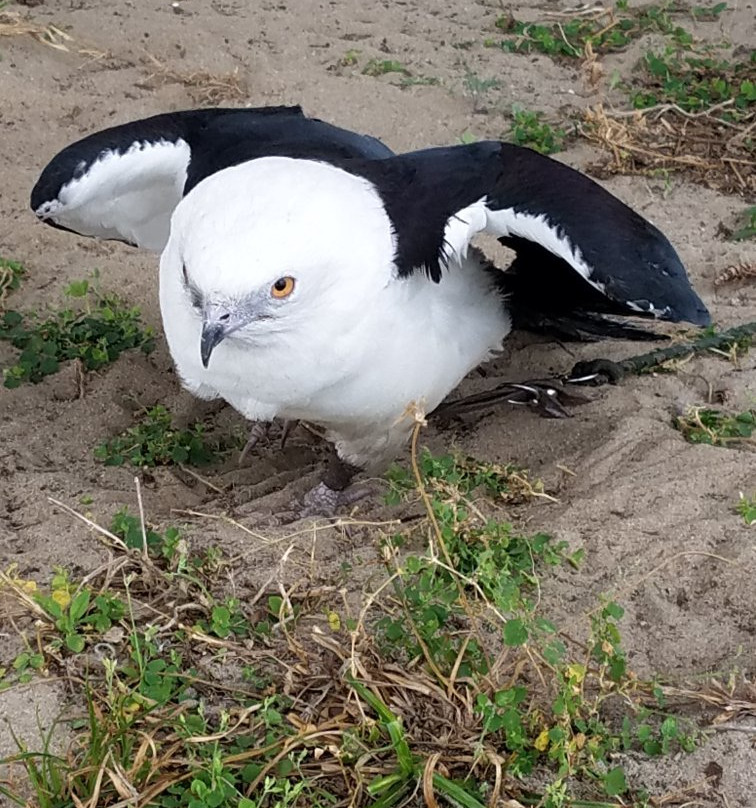 Avian Reconditioning Center-Apopka必去景点