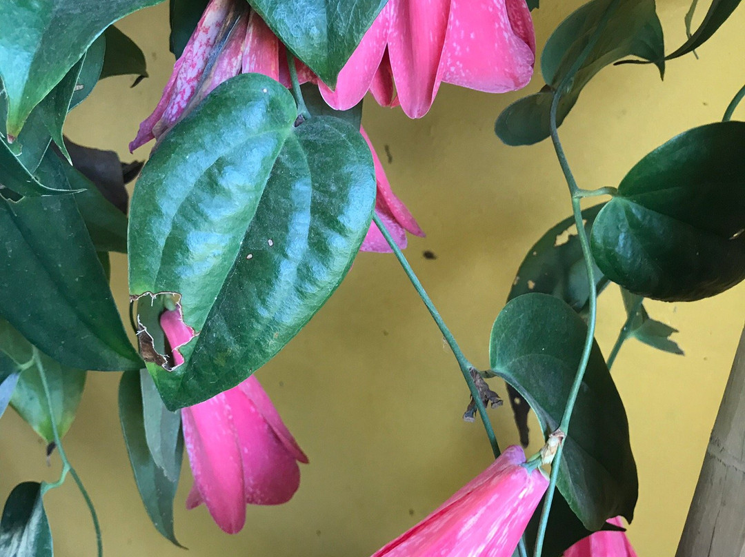 Casona Patrimonial Cobquecura Hotel Boutique主图