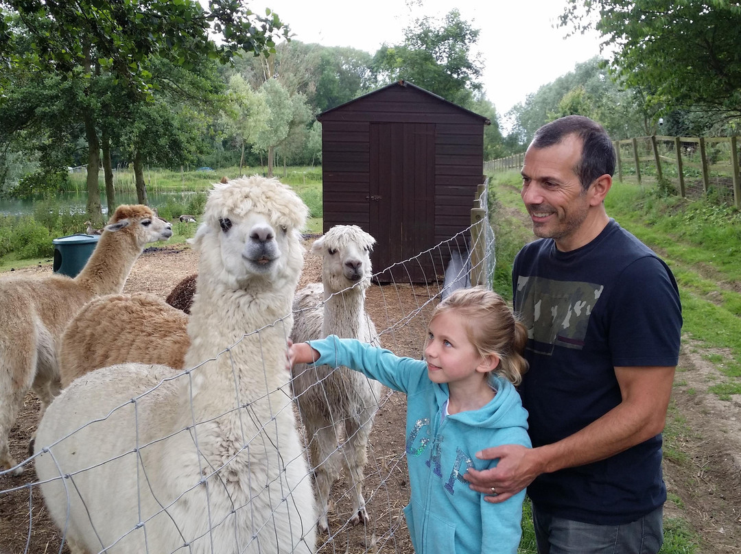 Blackwater Alpacas & Pygmy Goats景点图片