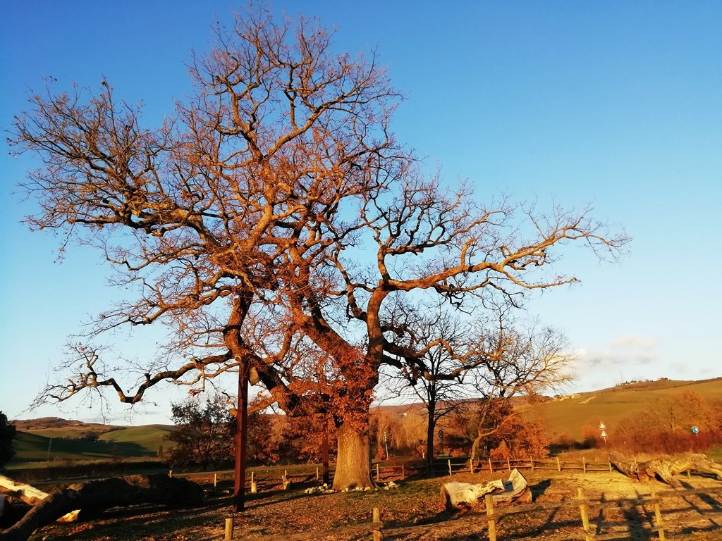 The Checche Oak Tree景点图片