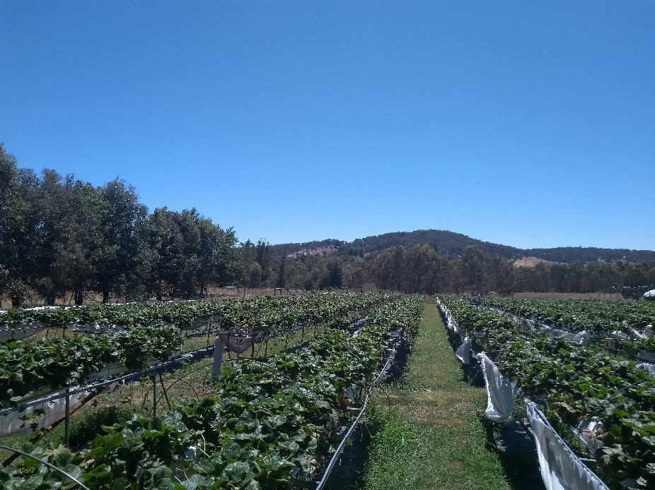 Beechworth Berries-比奇沃思必去景点