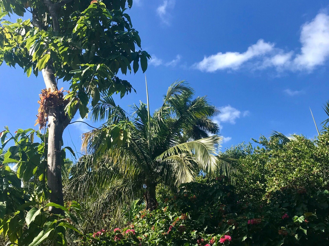 Miami Beach Botanical Garden景点图片