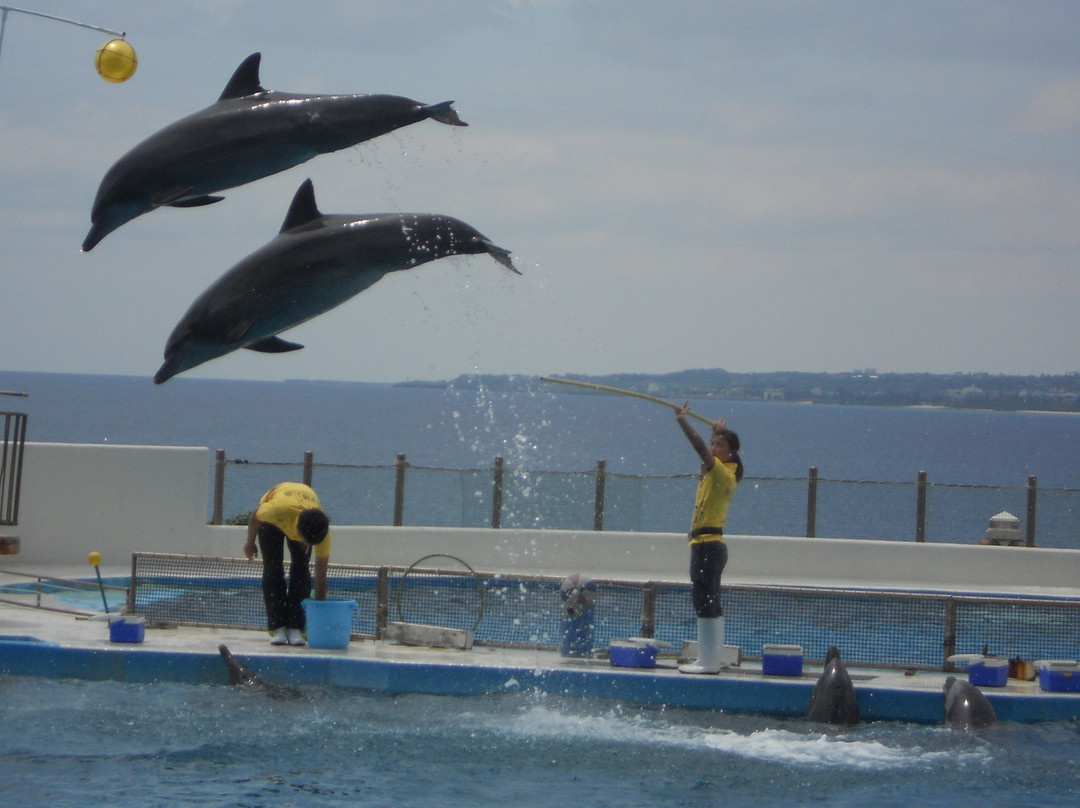 冲绳海洋博公园海豚表演剧场景点图片