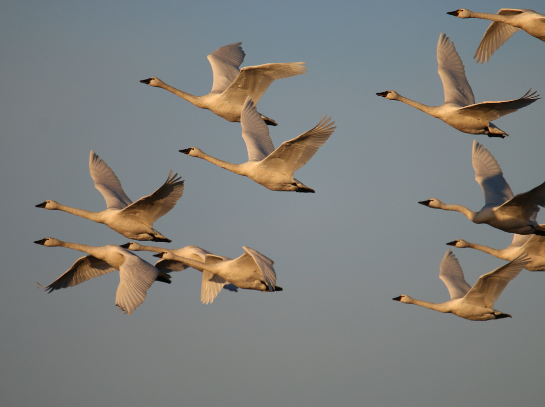 Pungo Unit Of Pocosin Lakes National Wildlife Refuge景点图片