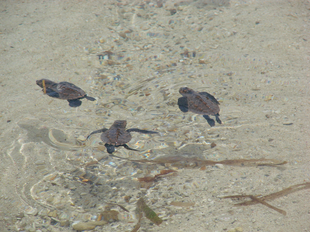 塞舌尔皇冠海滩酒店主图