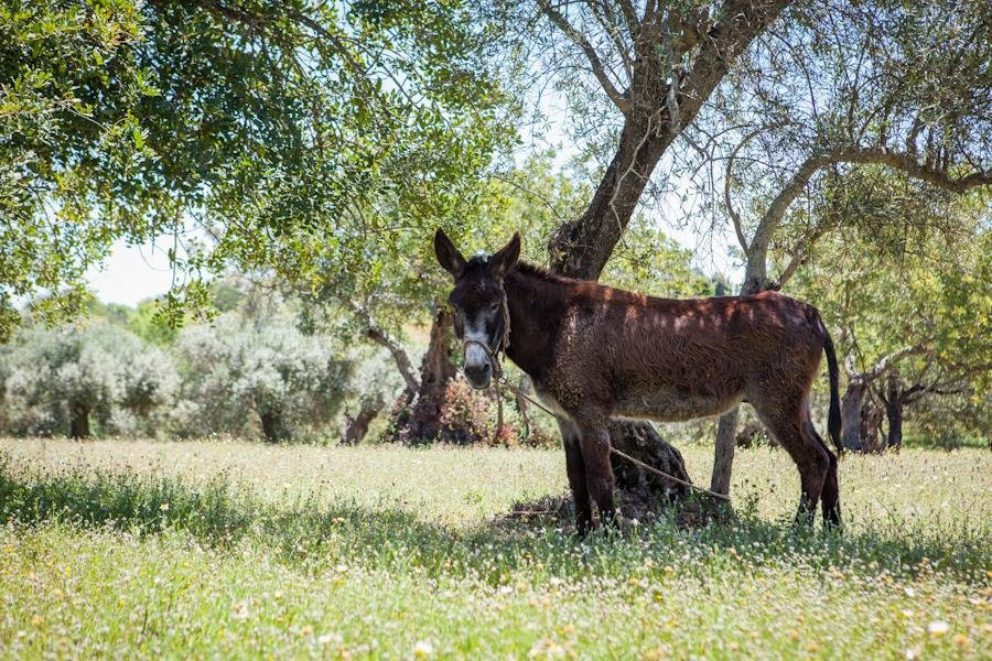ALGARVE TREASURES - Tours & Experiences-法罗必去景点