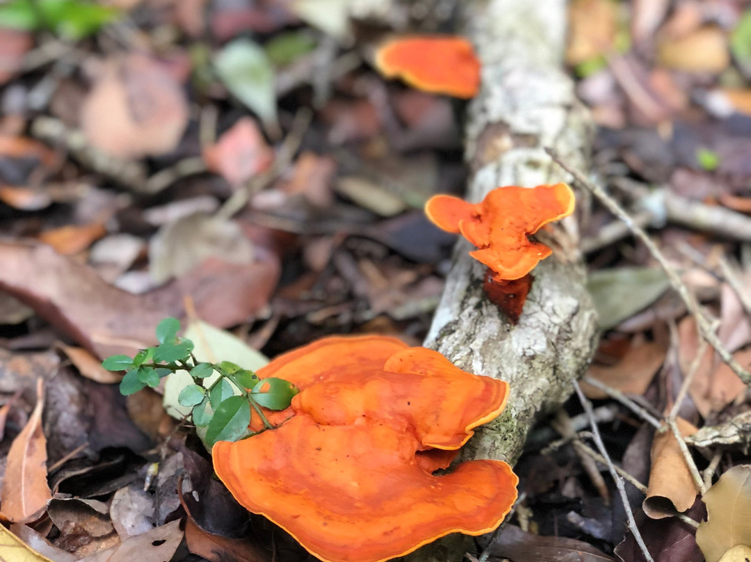 Explore Eden (Birding)-乔治必去景点