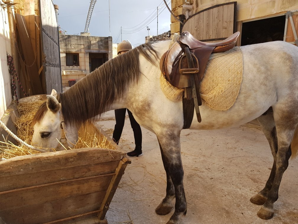 Bidnija Horse Riding-Mosta必去景点
