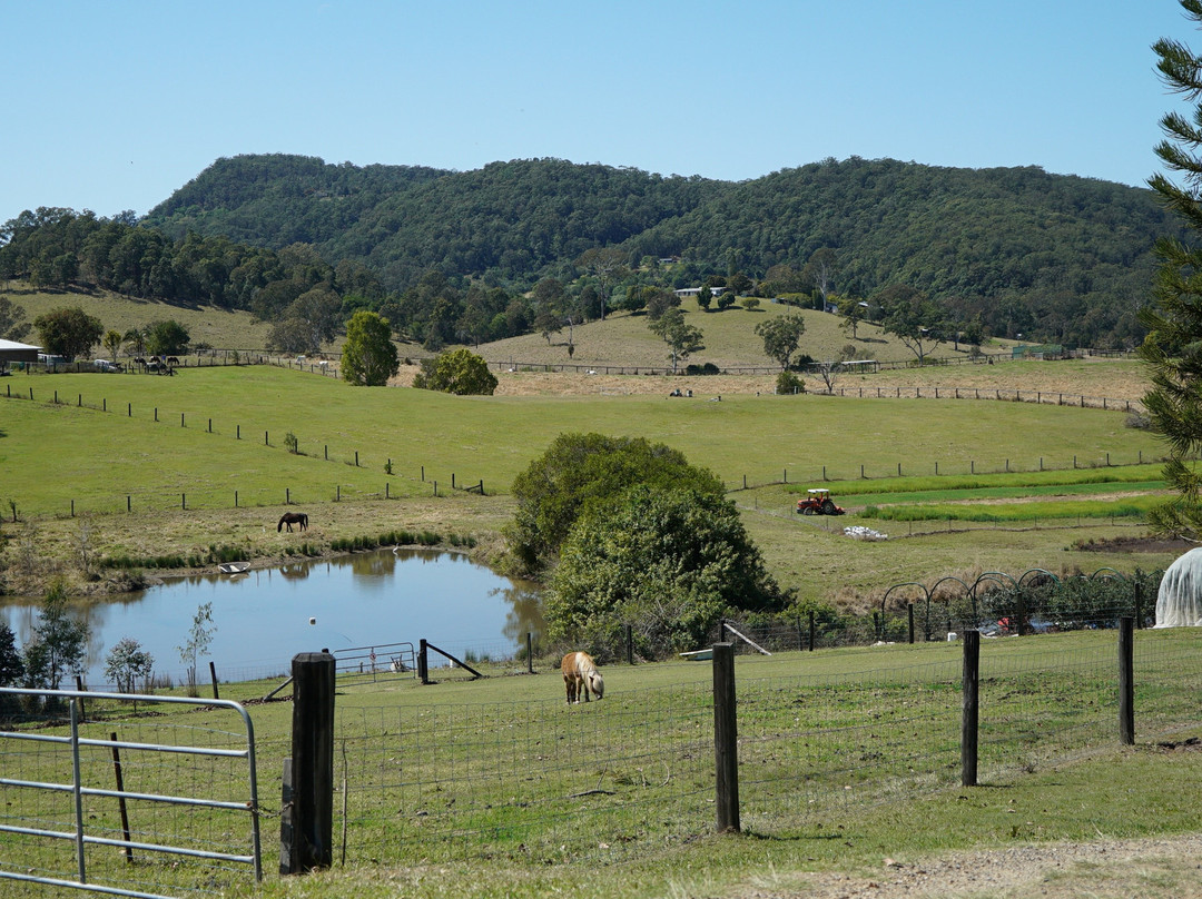 Hinterland Feijoas景点图片