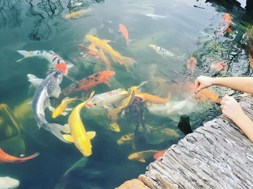 Ponds and Plants-Dayton必去景点