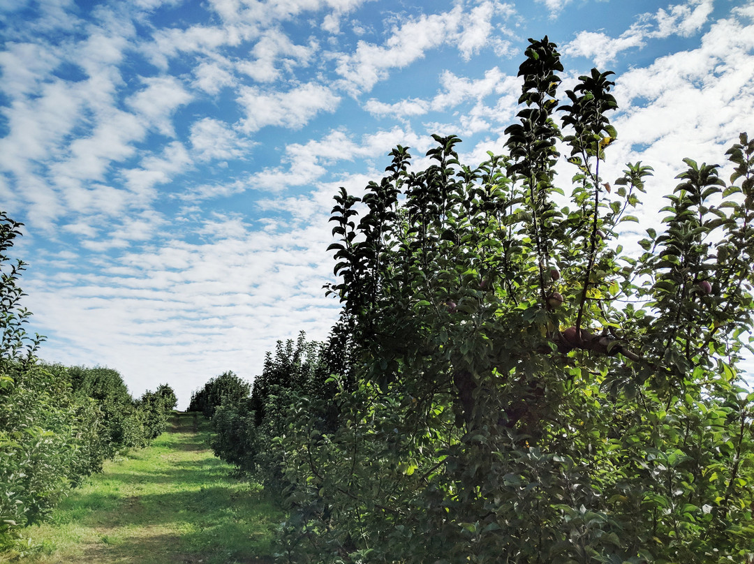 Berlin Orchards景点图片
