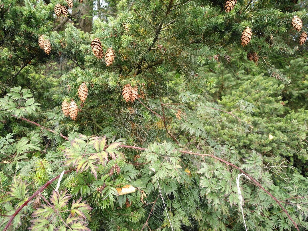 Aldergrove Park-Aldergrove必去景点