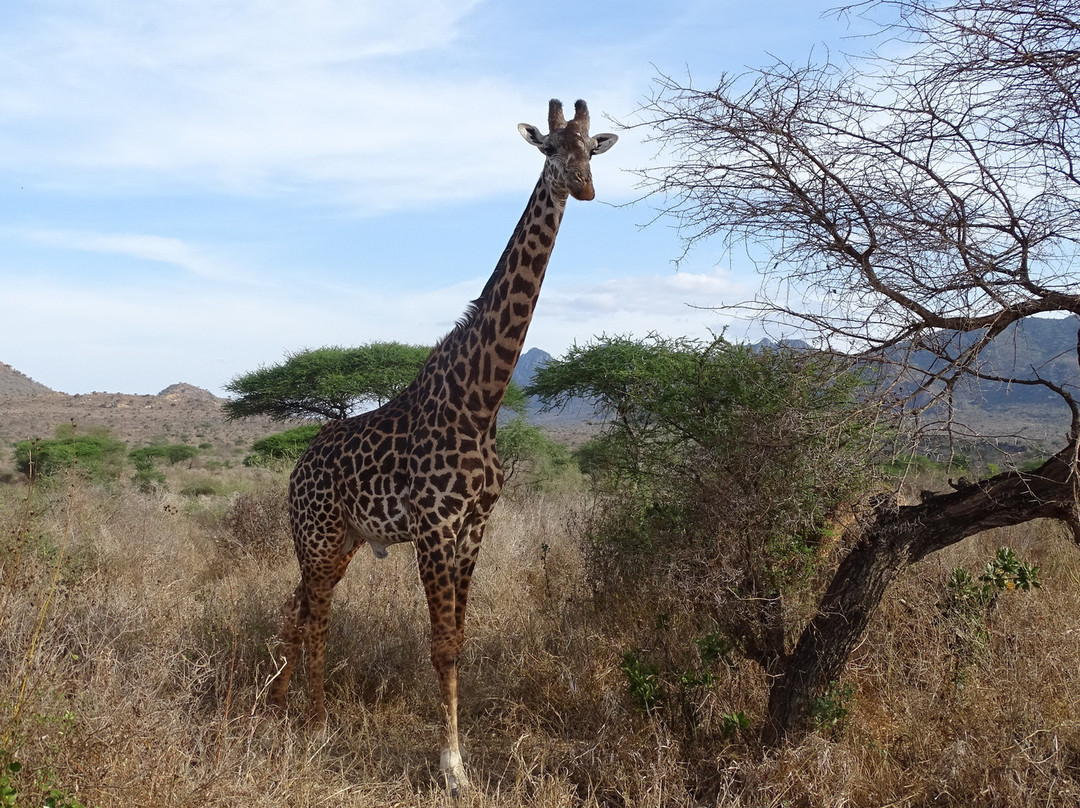 Wildlife Safari Exploreans Day Trips景点图片