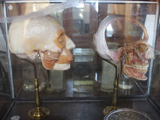Usatovo旅游景点-Museum of Human Anatomy