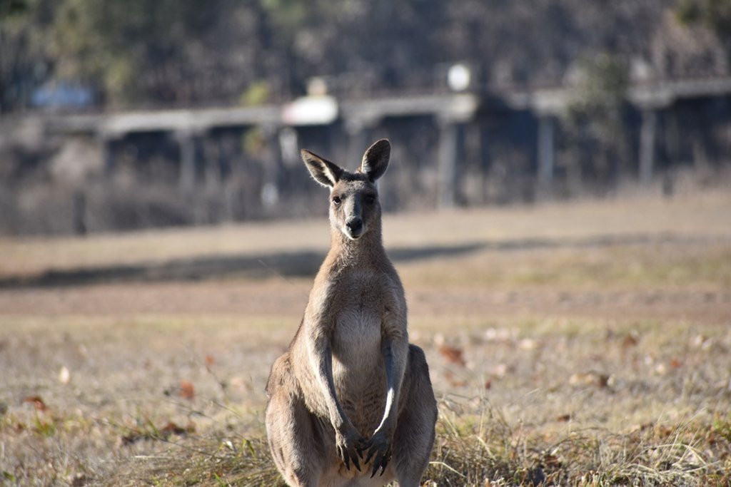 Mundubbera Billabong Motor Inn主图
