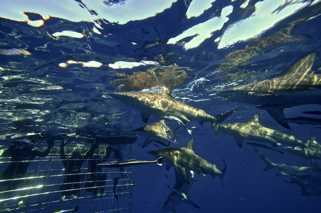 Shark Cage Diving景点图片