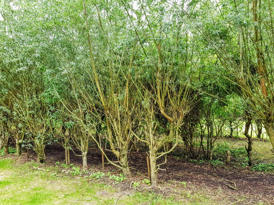 Eisenzeitliches Gehöft-拉廷根必去景点