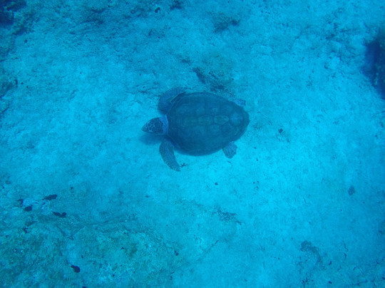 Mavi Diving-卡斯必去景点