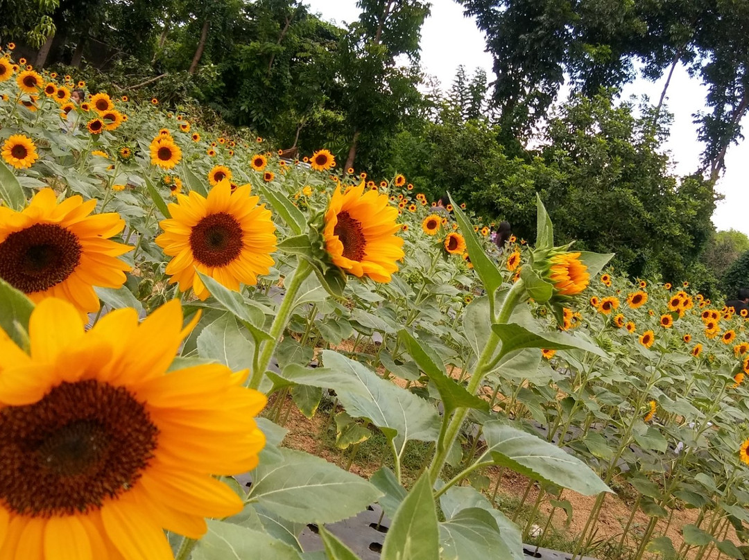 Sunshine Farm Philippines景点图片