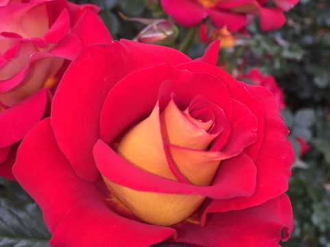 Downtown Campbell Farmers' Market-坎贝尔必去景点