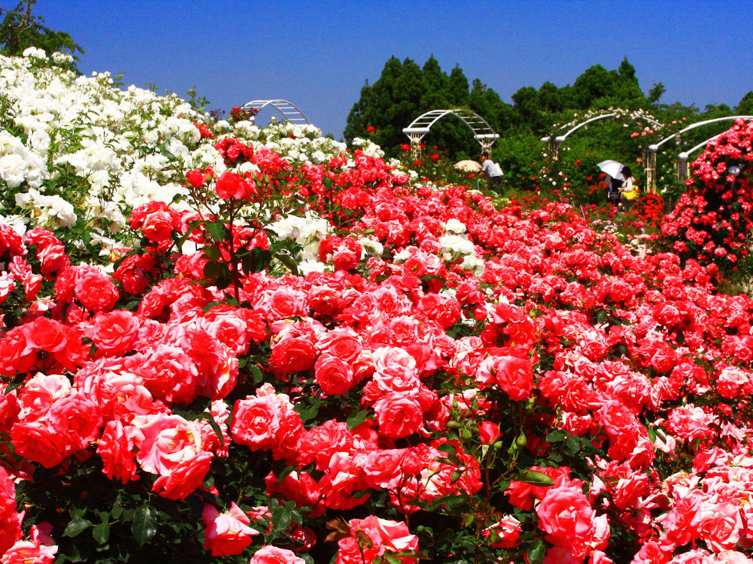Kanoya Rose Garden景点图片