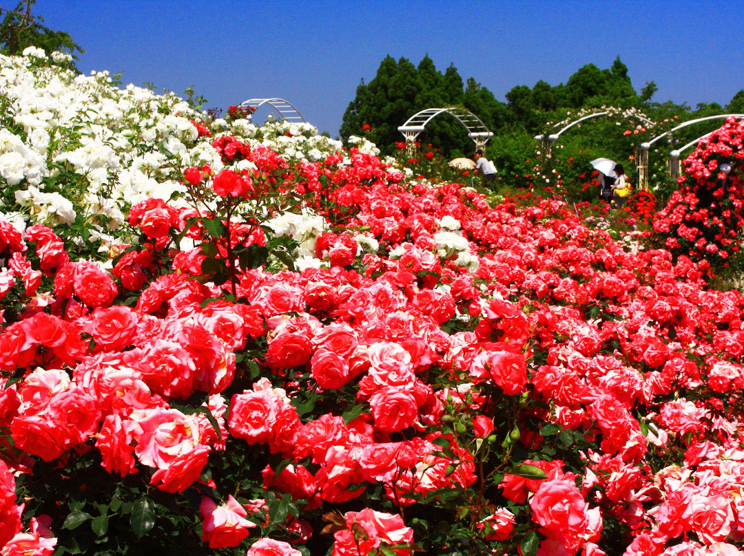 Kanoya Rose Garden-鹿屋市必去景点