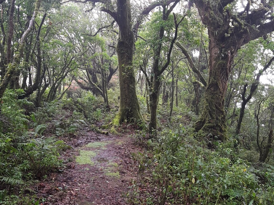 Bosque Caricias los Leones景点图片