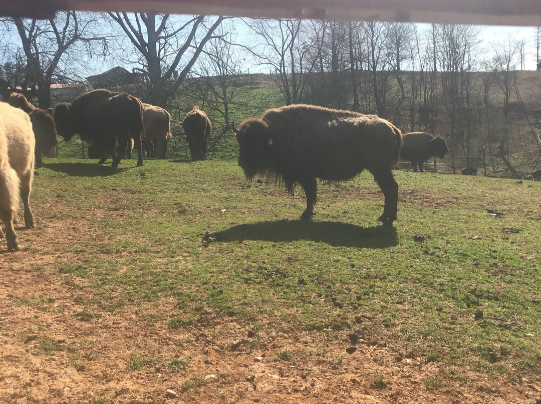 Carolina Bison Farm景点图片