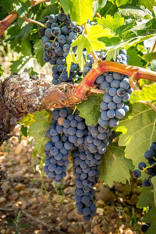 Bodegas Valle del Botijas-Pesquera de Duero必去景点