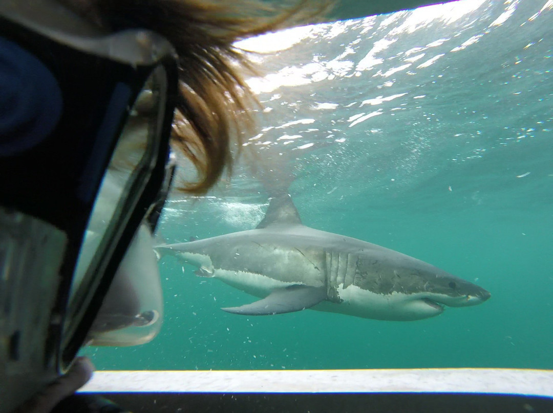 Shark Experience景点图片