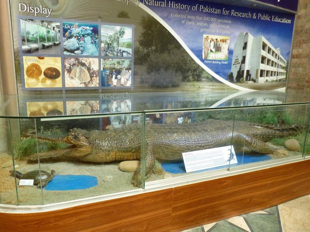Pakistan Museum of Natural History景点图片