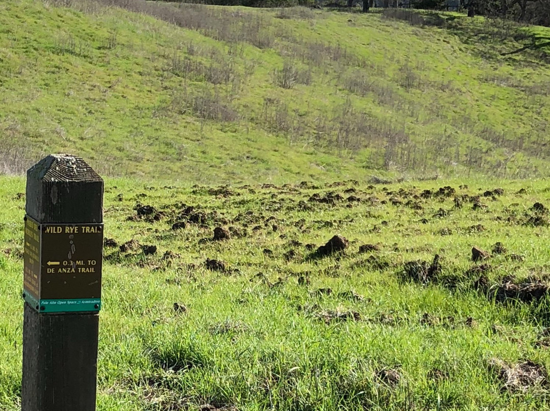 Pearson-Arastradero Preserve-帕罗奥多必去景点