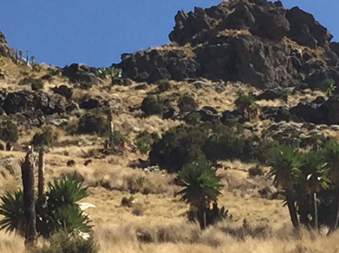 Ras Dejen Simien Trekking景点图片