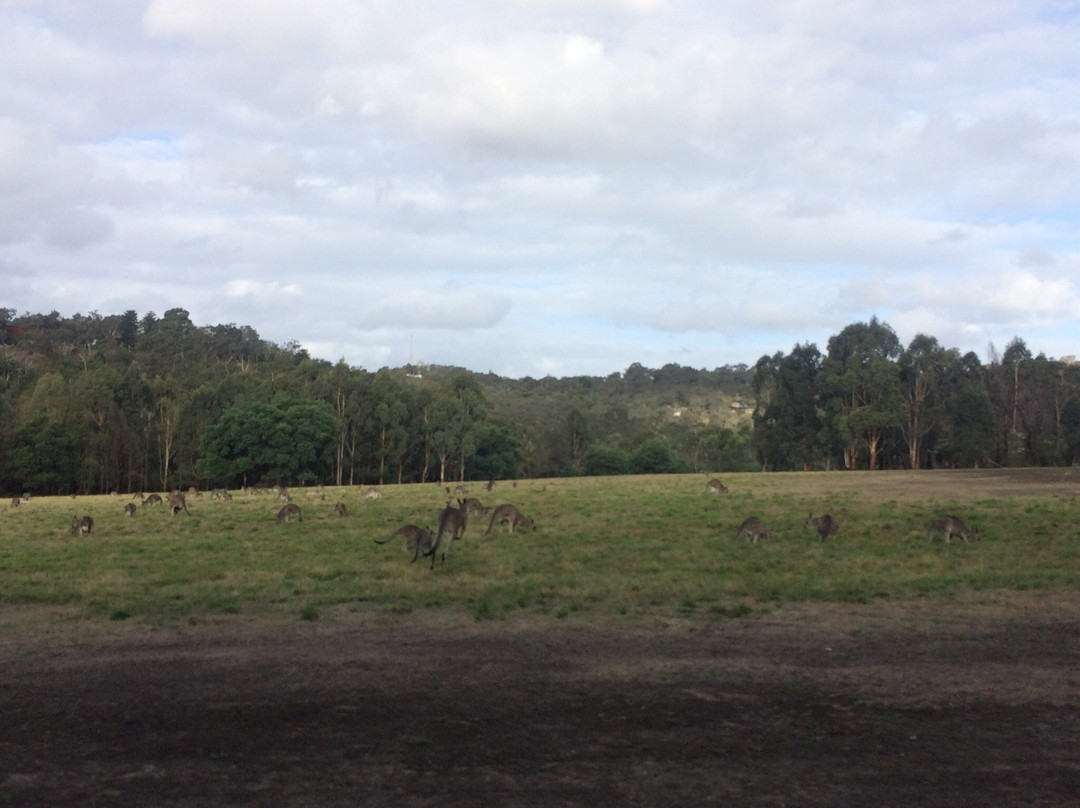 渥伦泰德省立公园-墨尔本必去景点